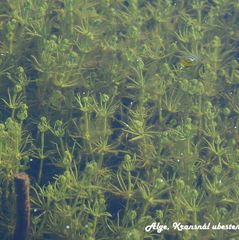 alge kransnål DSC_6161