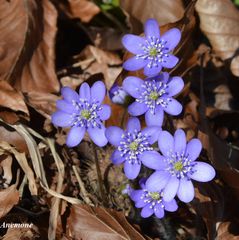 anemone blå DSC_5448