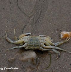 krabbe strand alm  DSC_7437